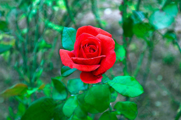 盛开的红色的玫瑰自然