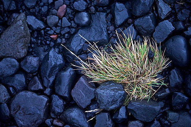 冰岛黑色的岩石绿色草