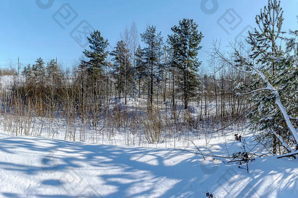 冬天阳光明媚的一天森林很多雪地面树