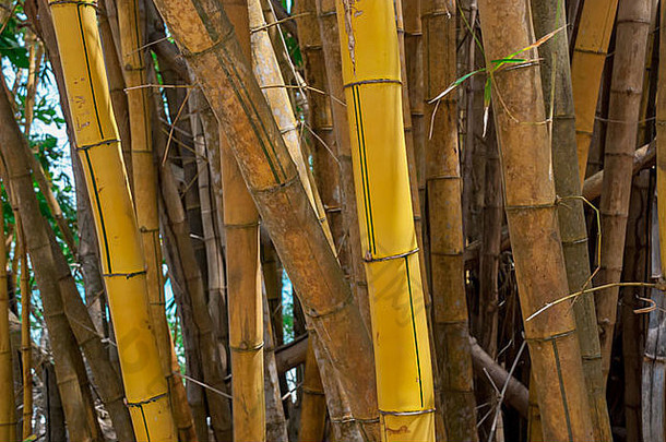 茎黄色的竹子成长海岸科斯塔黎加