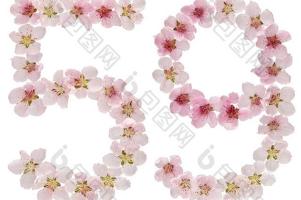 数字五十自然粉红色的花桃子树孤立的白色背景