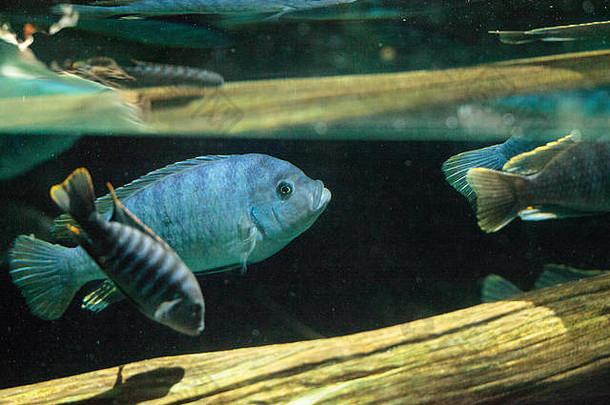 非洲cichlids丽鱼科游泳淡水河流非洲鱼各种颜色形状大小