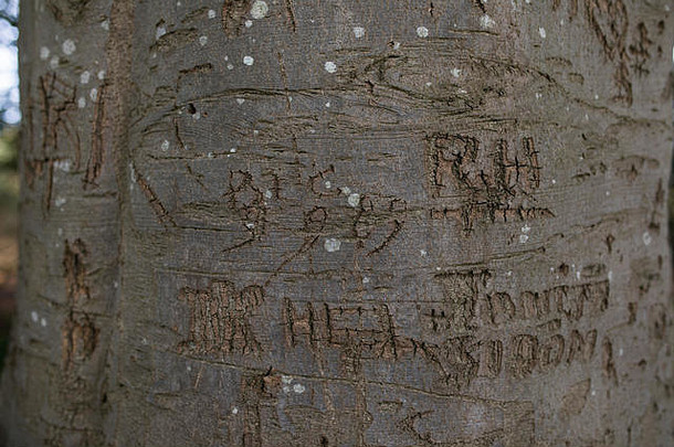山毛榉树树皮显示雕刻信名字的首字母的名字年树干