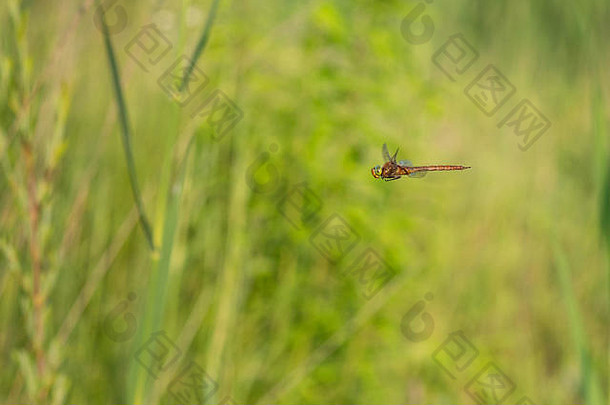 美丽的自然场景蜻蜓诺福克小贩宏拍摄飞行蜻蜓诺福克小贩蜻蜓自然栖息地