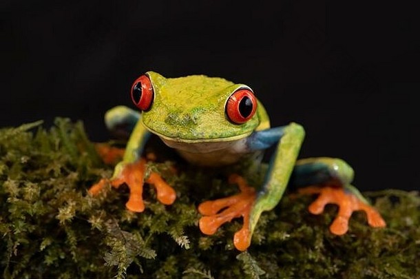 红眼的树青蛙红眼卡利德里亚斯孤立的黑色的背景长满青苔的分支科斯塔黎加