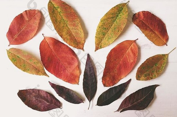 集合新鲜下降色彩斑斓的秋天叶子