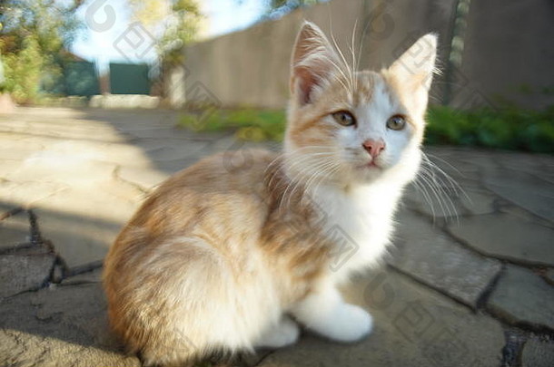 姜白色小猫放松阳光明媚的院子里特写镜头坐着猫肖像