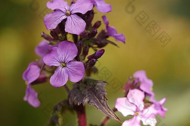 鲁纳里亚安努阿chedglow诚实紫色的花