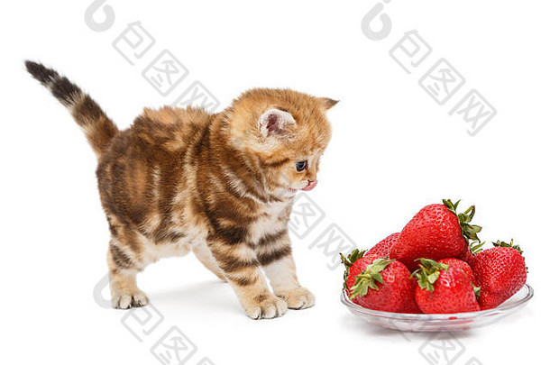 小有趣的英国大理石小猫碗草莓白色背景