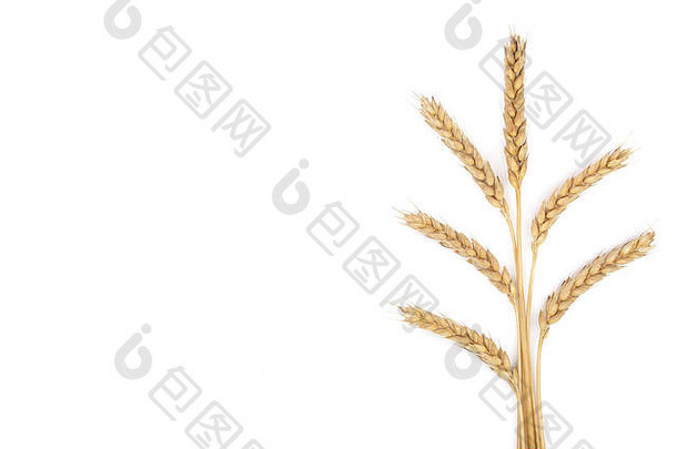 粮食耳朵<strong>小麦</strong>孤立的白色背景复制空间文本前视图平躺模式