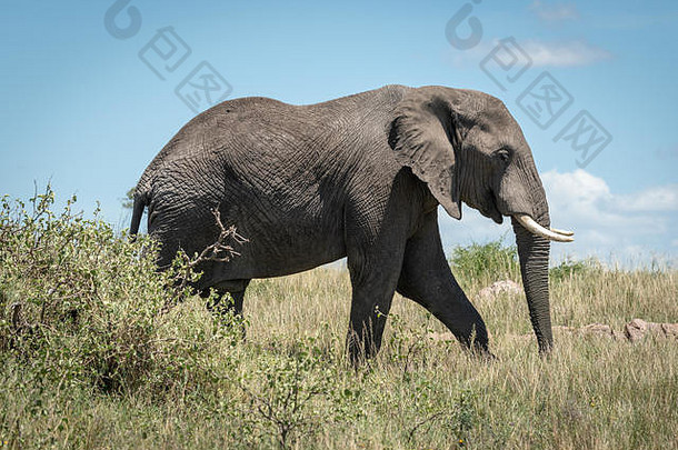 非洲大象走布什萨凡纳