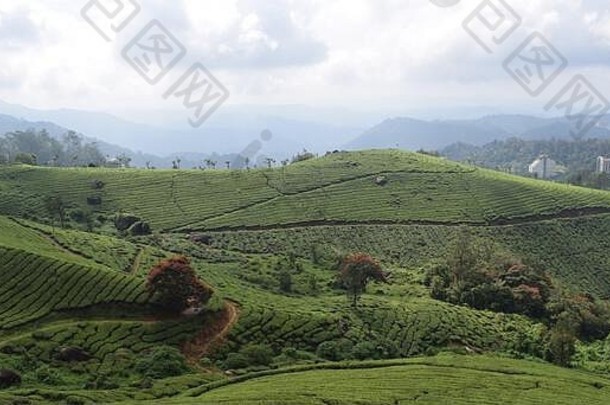 茶种植园嘴巴喀拉拉邦
