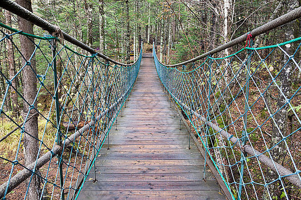 悬架桥领先的森林