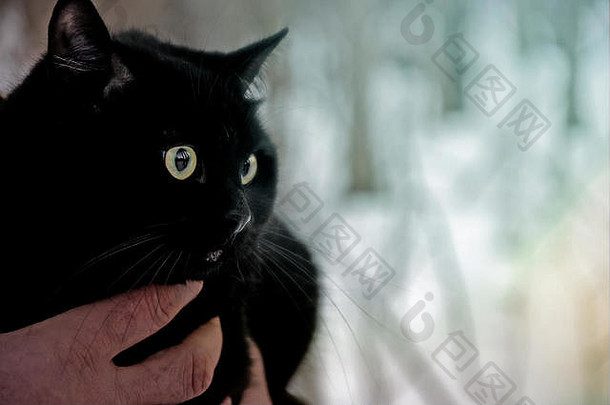 黑色的猫手男人。