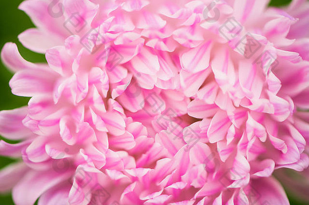 粉红色的夏天花巴德背景