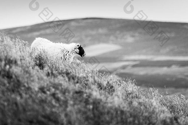苏格兰扮演黑人羊野生草切维奥特山诺森伯兰郡黑色的白色牲畜图像