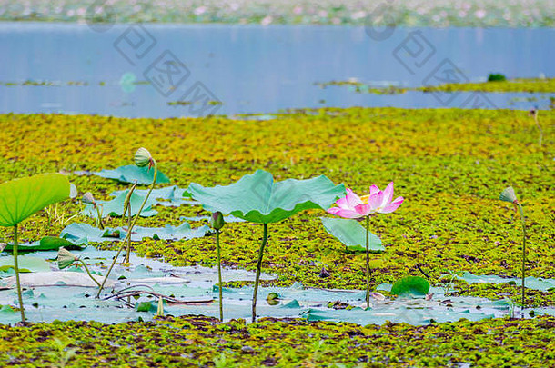粉红色的莲花花盛开的湖battambang柬埔寨