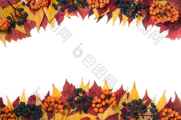 框架秋天叶子罗文浆果野生葡萄孤立的白色背景