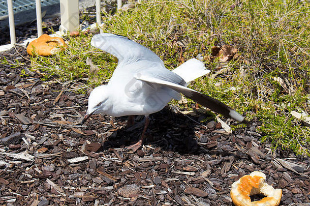 优雅的白色海鸥啄轮白色面包好左郊游阳光明媚的冬天早....绿色长满草的银行