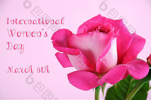 快乐国际女人的一天问候粉红色的玫瑰粉红色的背景样本文本