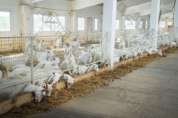 山羊吃有草农场农场牲畜山羊牛奶乳制品产品