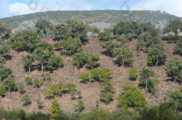橡木林地地中海灌木丛塞拉madrona自然公园南部西班牙