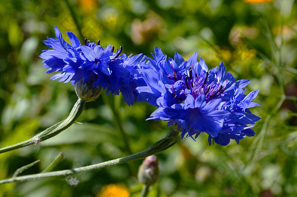 爱沙尼亚国家花玉米花蓝色的花蓝色的花瓣绿色草背景