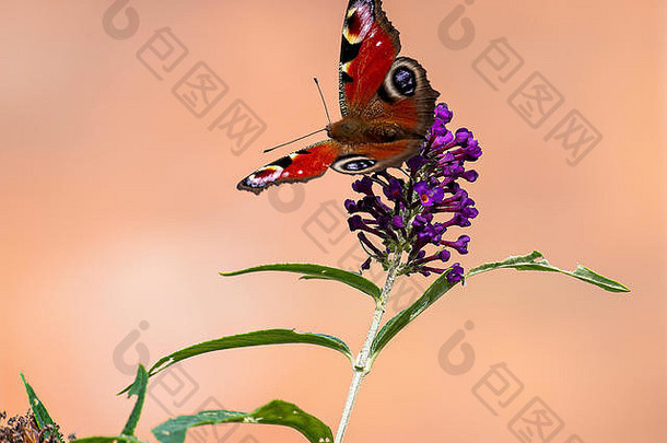 美丽的孔雀蝴蝶喂养花粉花蜜紫色的buddleja花花园的俱乐部柴郡英格兰曼联王国
