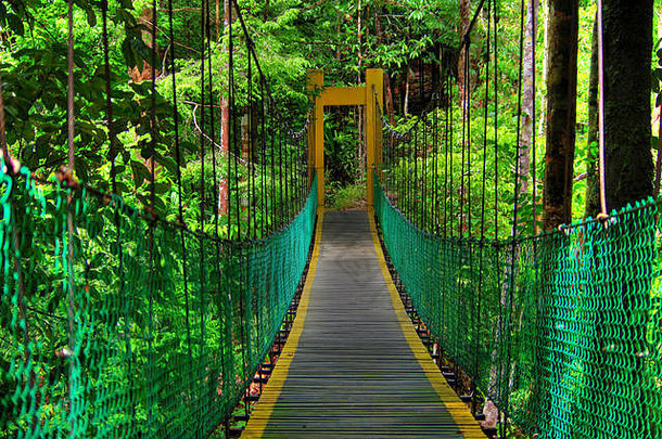 挂桥雨森林婆罗洲