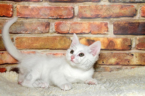 小毛茸茸的白色小猫玩羊皮观众左砖墙背景