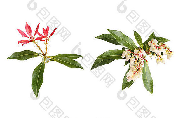 照片风格植物插图皮耶斯粳稻显示花常绿树叶红色的苞片