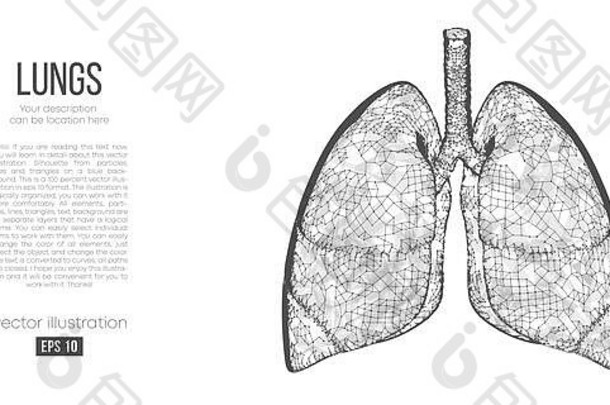 摘要轮廓多边形器官肺扫描研究诊断人类肺