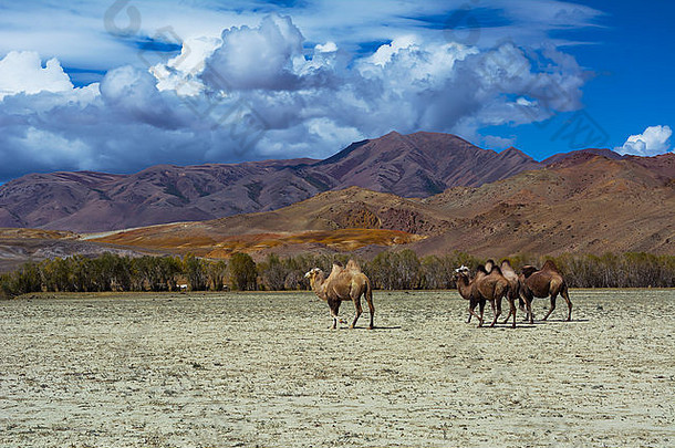 骆驼群山视图草原景观蓝色的天空云楚雅草原可丽草原西伯利亚阿尔泰山