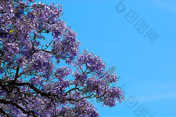 美丽的蓝花楹树完整的布鲁姆蓝色的天空