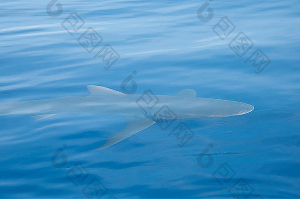 加拉帕戈斯群岛鲨鱼夏威夷