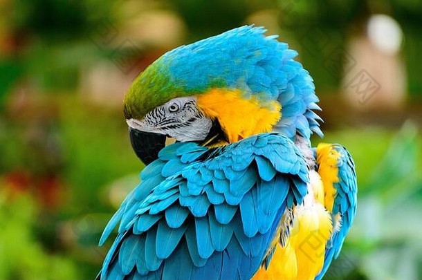 蓝色的黄色的金刚鹦鹉鹦鹉安排色彩斑斓的羽毛
