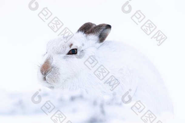 白色山毛坐着雪凯恩戈姆山苏格兰野生山野兔本地的英国群岛