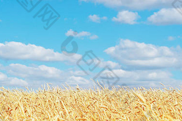 金小麦场蓝色的天空