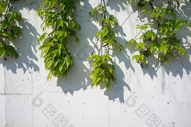 白色混凝土墙杂草丛生的新鲜的绿色波士顿艾薇