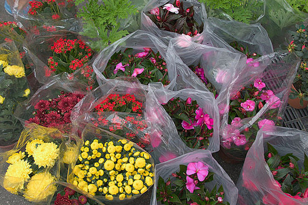 束花包括菊花小长春花出售中国人市场摊位马来西亚