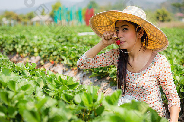 亚洲女孩收获草莓草莓农场<strong>泰国</strong>