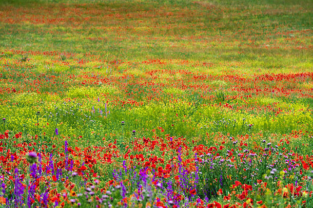 色彩斑斓的图像野生花场