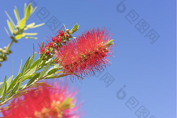 生动的颜色澳大利亚Callistemon红色的洗瓶刷花花味蕾清晰的蓝色的天空明亮的阳光明媚的春天一天
