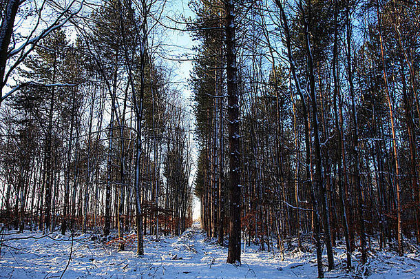 冬天雪树舍伍德森林游客中心国家公园诺丁汉郡英格兰