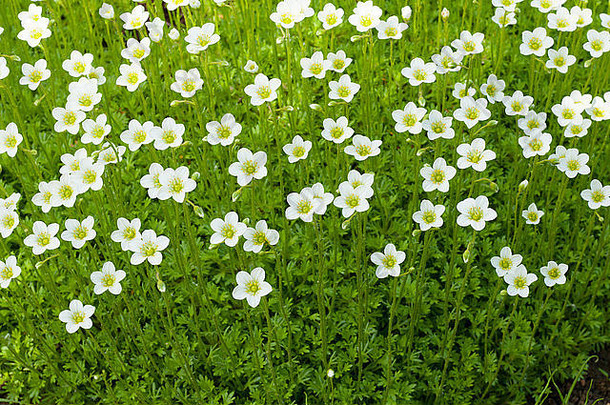 花背景小白色花成长土壤