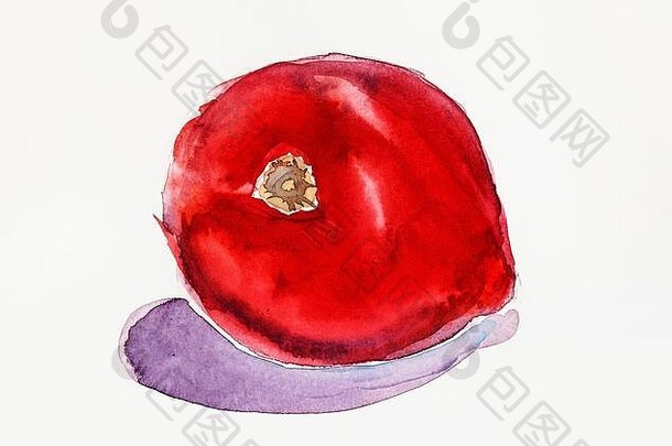 成熟的红色的番茄手画水彩画油漆奶油变形纸