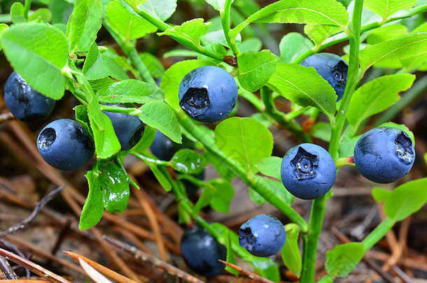 新鲜的成熟的蓝莓小蓝莓布什滴早....露水