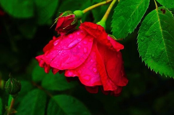 红色的玫瑰布什花园俄罗斯