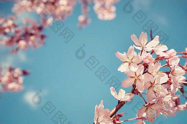 特写镜头樱桃树李属萨金茨花朵蓝色的天空春天