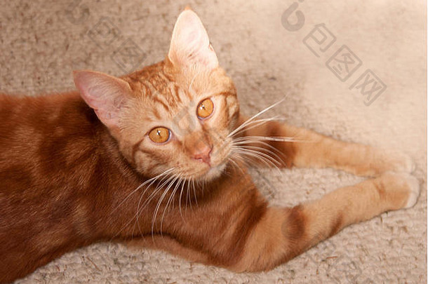 橙色小猫相机宽金眼睛